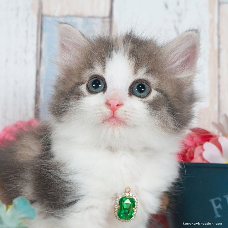 ノルウェージャンフォレストキャット