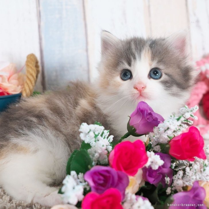 ノルウェージャンフォレストキャット