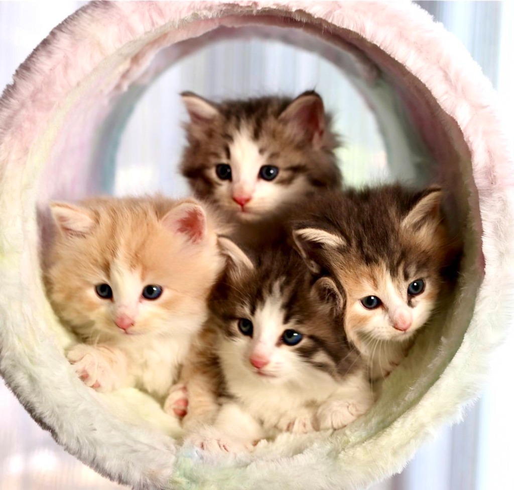 かわいい猫ちゃんたちがあなたを待っています。