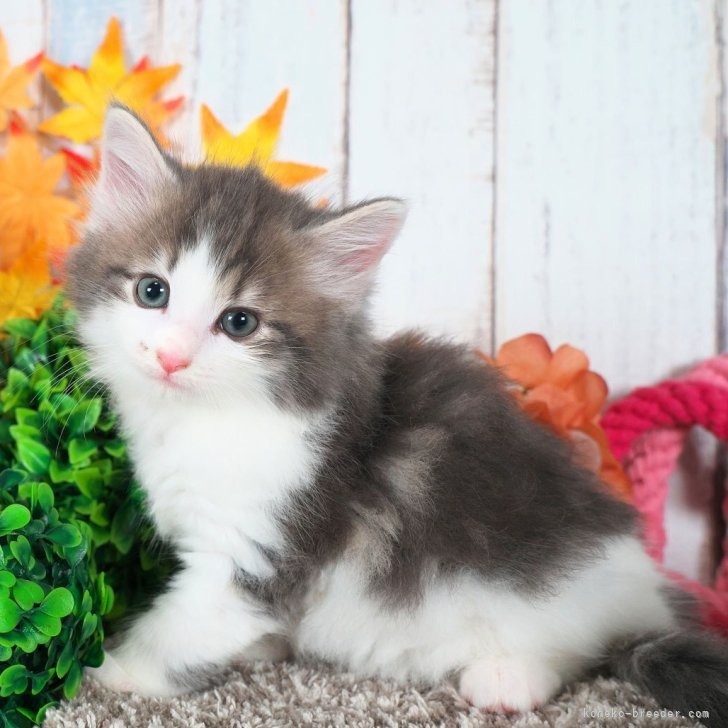 ノルウェージャンフォレストキャット