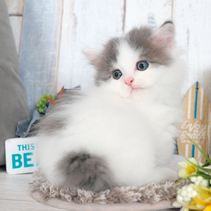 マンチカン（短足）