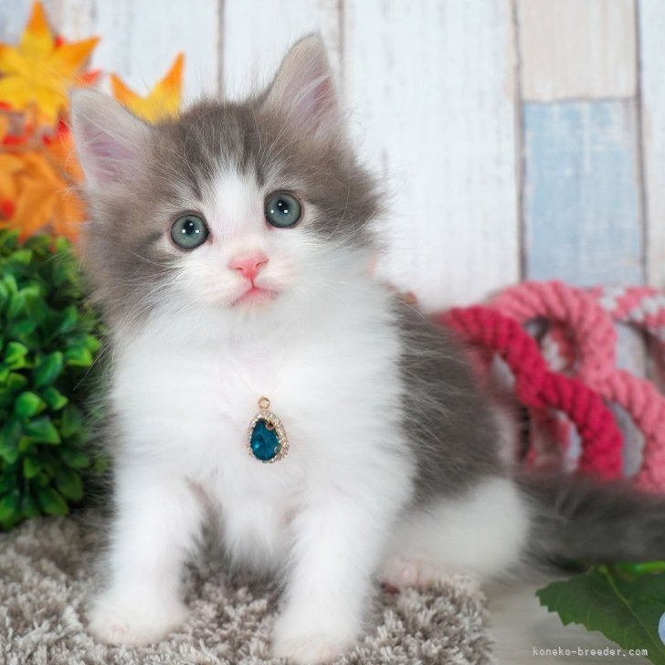 ノルウェージャンフォレストキャット