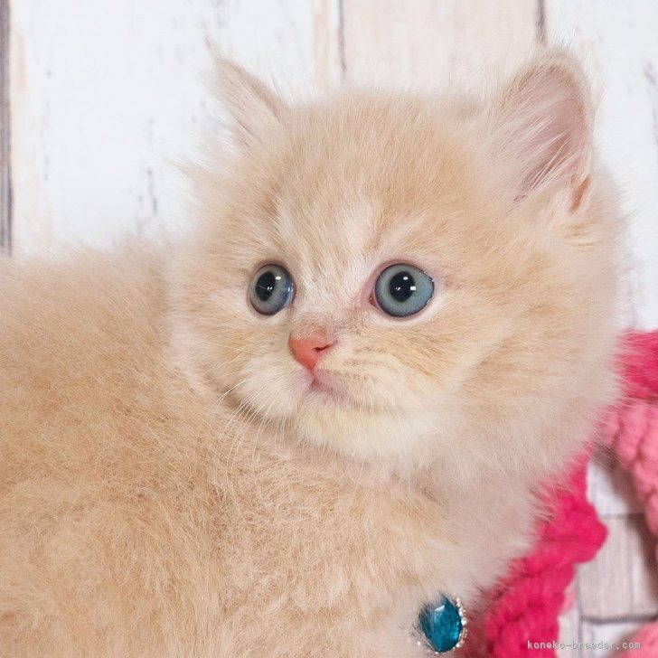 ブリティッシュロングヘア