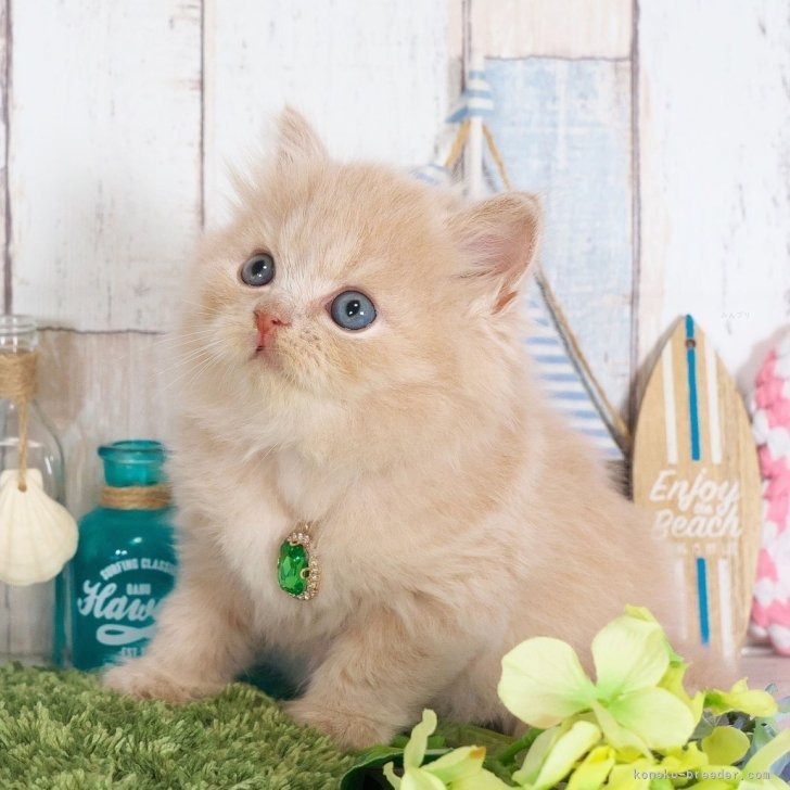 ブリティッシュロングヘア