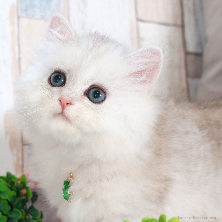 ミヌエット（足長）