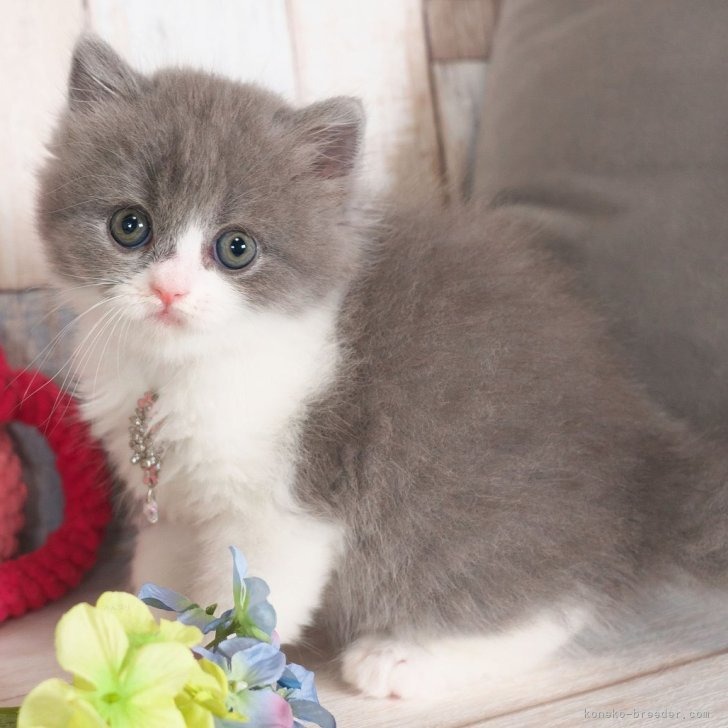 ブリティッシュロングヘア