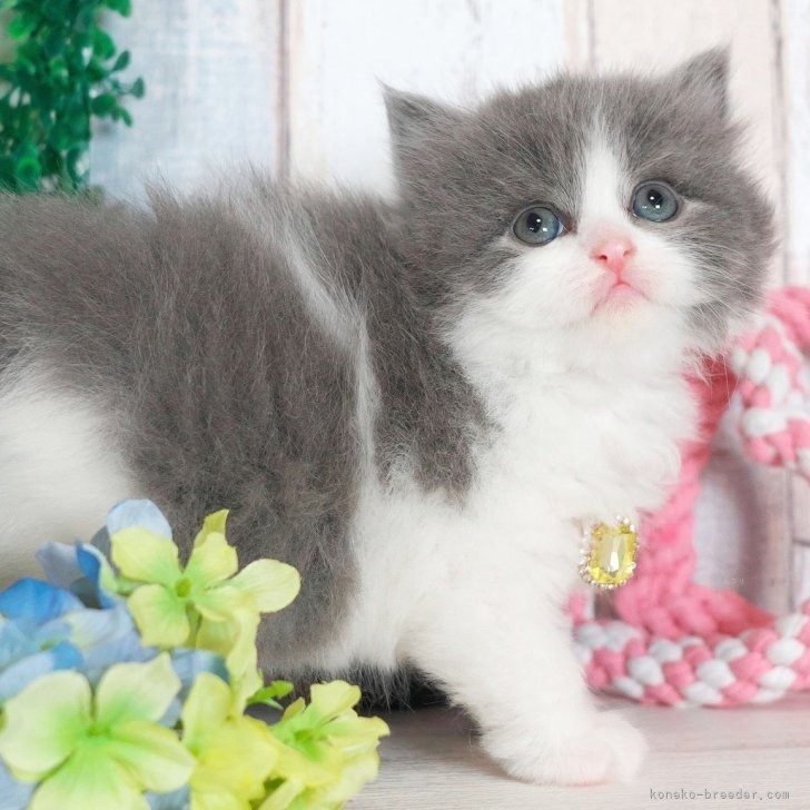 ブリティッシュロングヘア