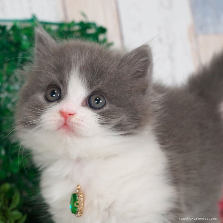 ブリティッシュロングヘア