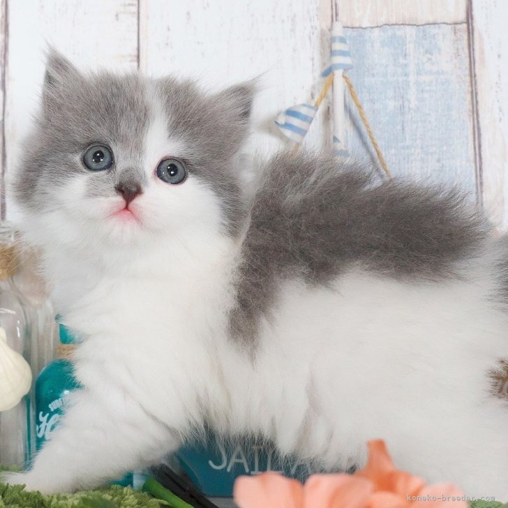 スコティッシュフォールド（立ち耳）