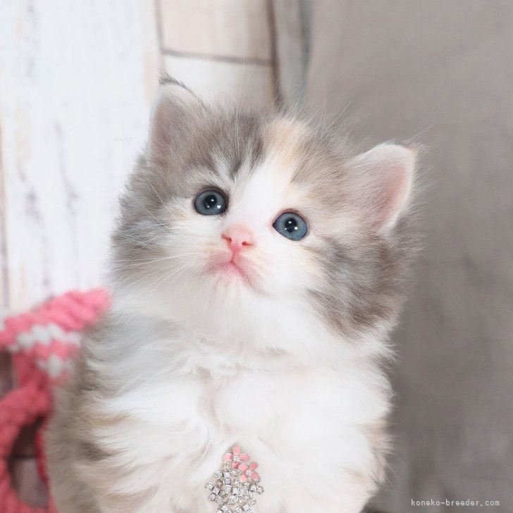 ノルウェージャンフォレストキャット