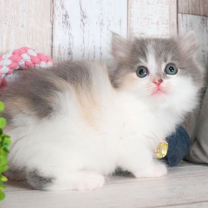 マンチカン（長足）