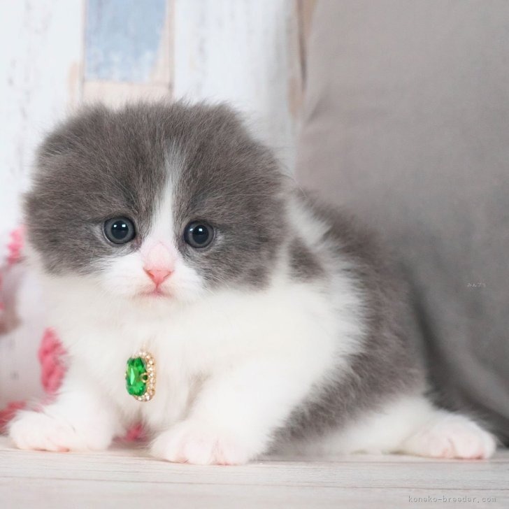 スコティッシュフォールド（折れ耳）