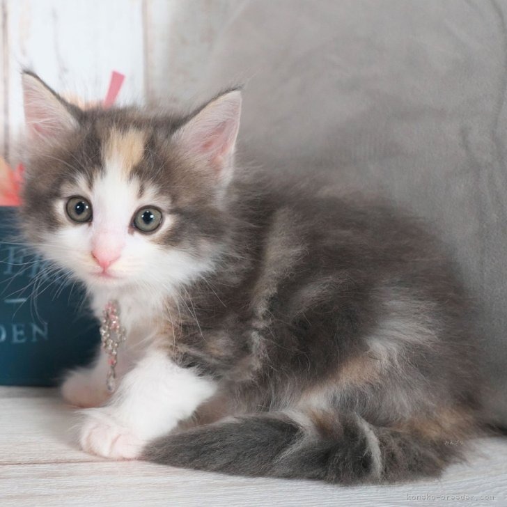 ノルウェージャンフォレストキャット