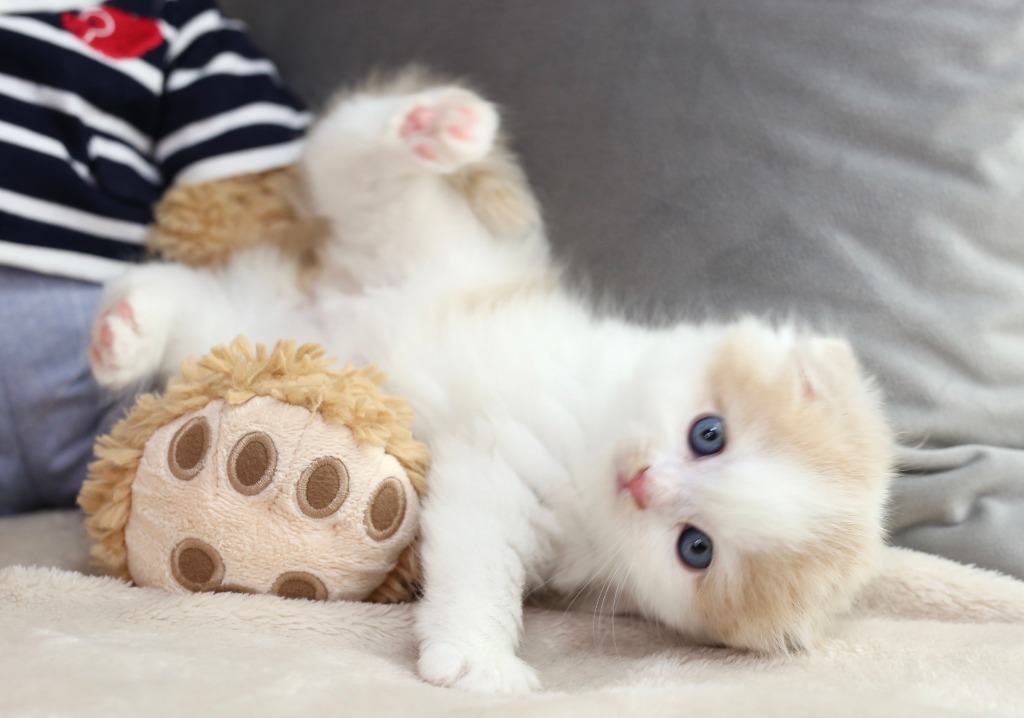 猫ちゃんによる猫ちゃんのための猫ちゃん空間